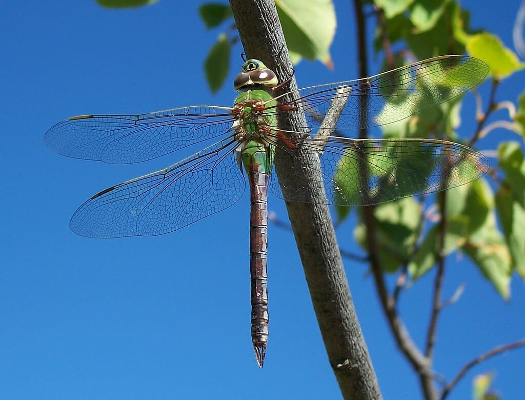 Featured Creature: Dragonfly