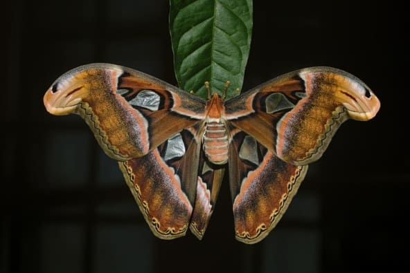Featured Creature: Atlas Moth - Biodiversity for a Livable Climate