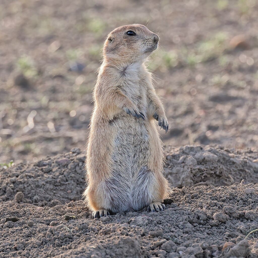 Featured Creature: Prairie Dog