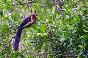 Featured Creature: Giant Squirrels of India Featured Creature: Giant Squirrels of India