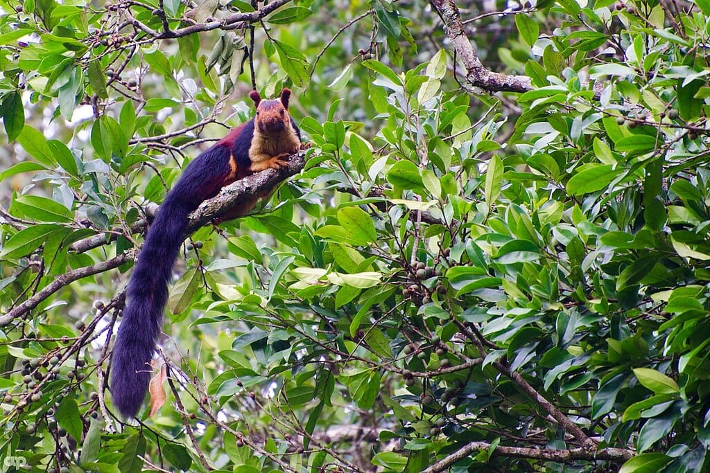 Featured Creature: Giant Squirrels of India