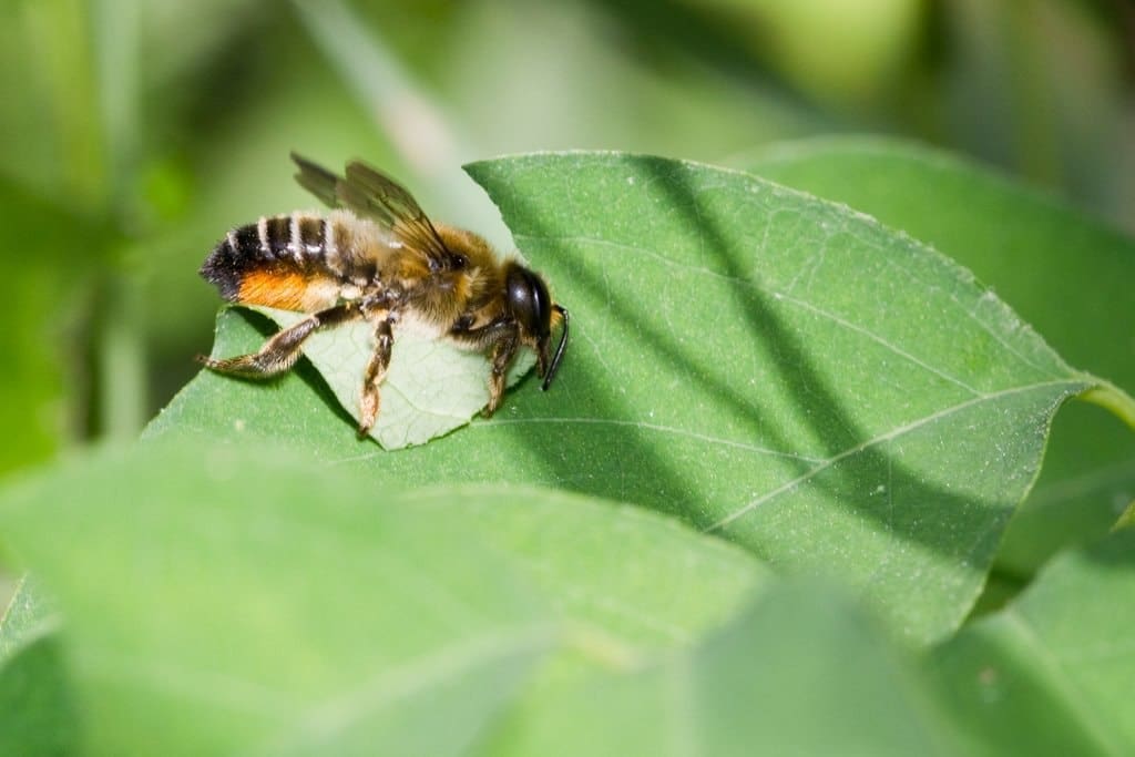 Featured Creature: Leafcutter Bee