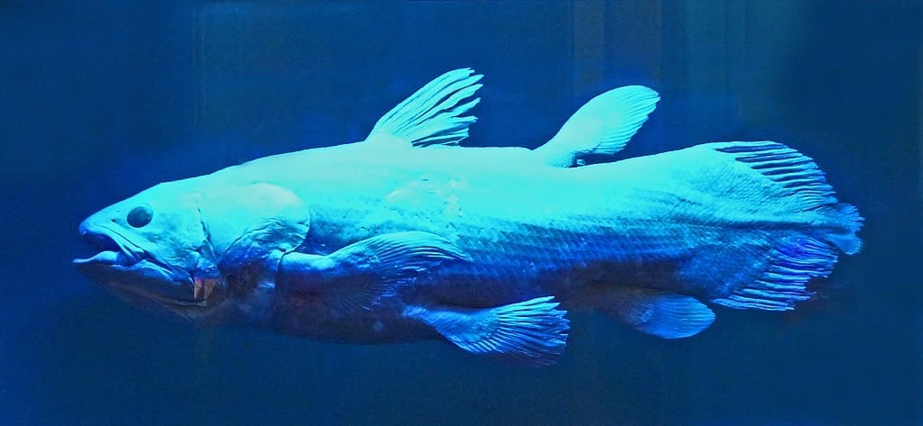 Featured Creature: Coelacanth - Biodiversity for a Livable Climate