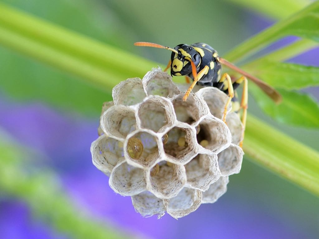 Featured Creature: Wasps