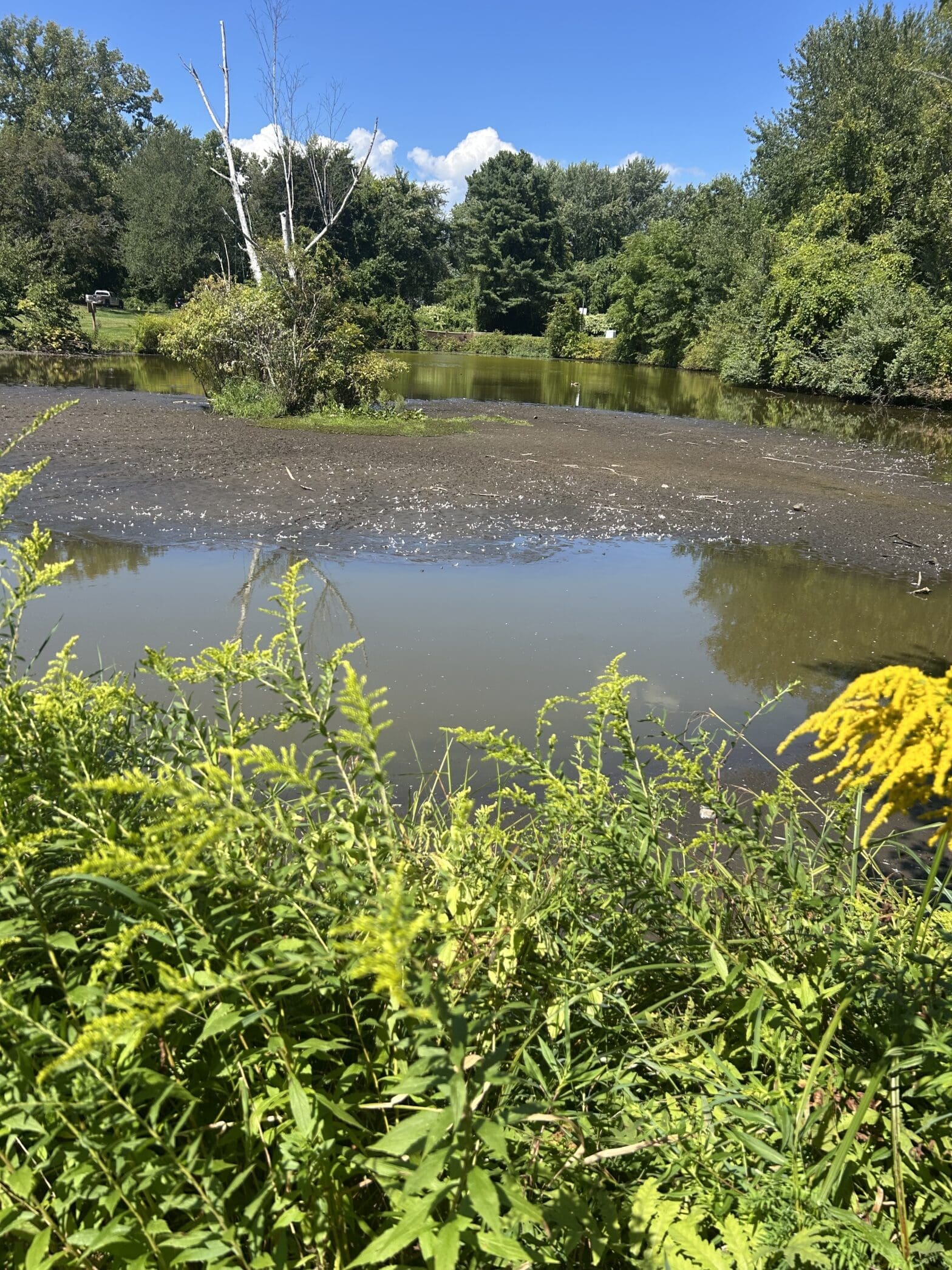 Biodiversity as Climate Infrastructure: Micrometeorology, Fluxes, and the Living Earth