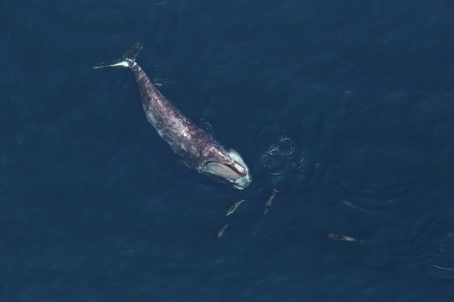 Featured Creature: Right Whale