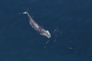 Featured Creature: Right Whale