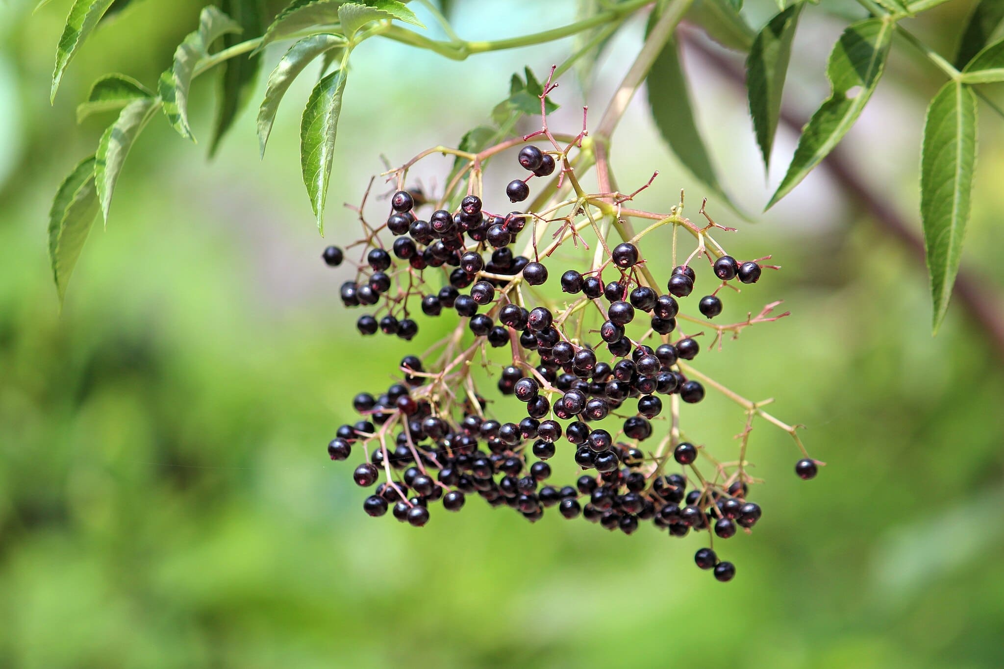 Common Elderberry Fruit Cluster