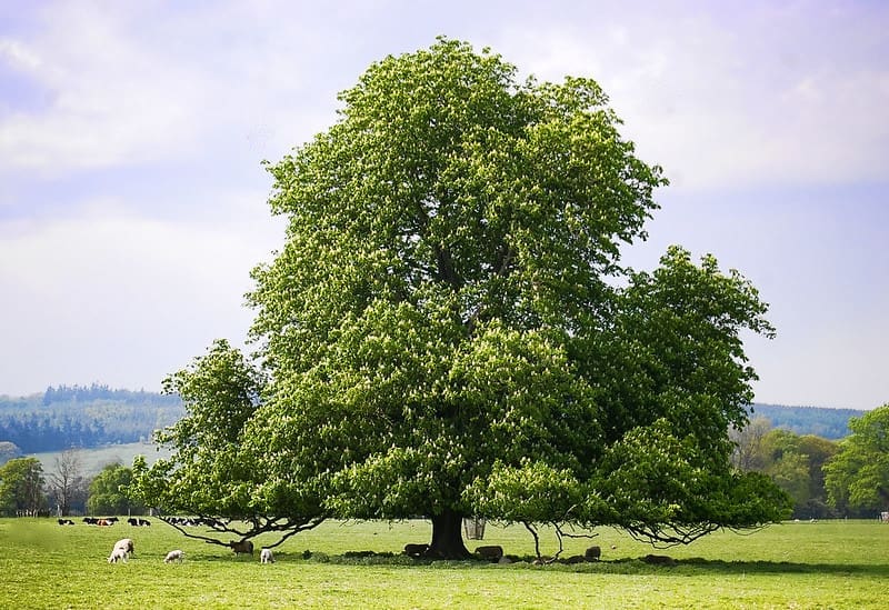 Featured Creature: American Chestnut