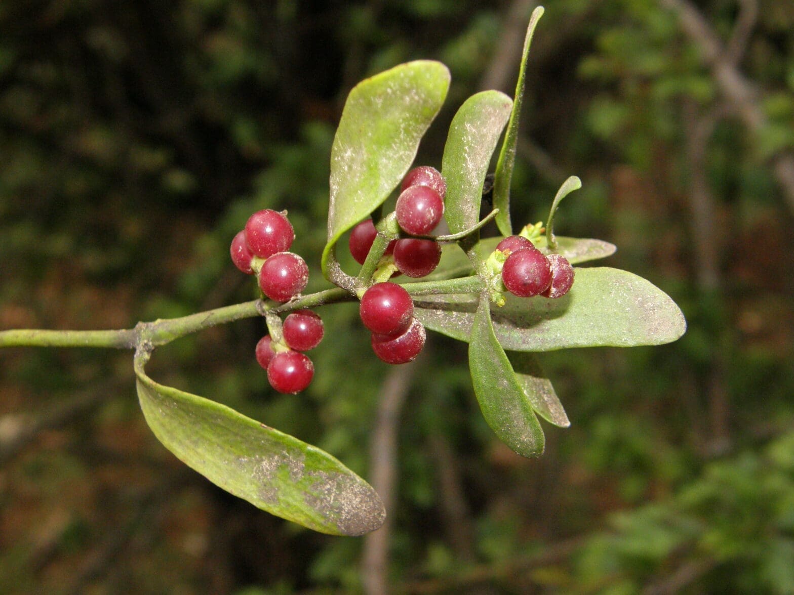 Featured Creature: Mistletoe