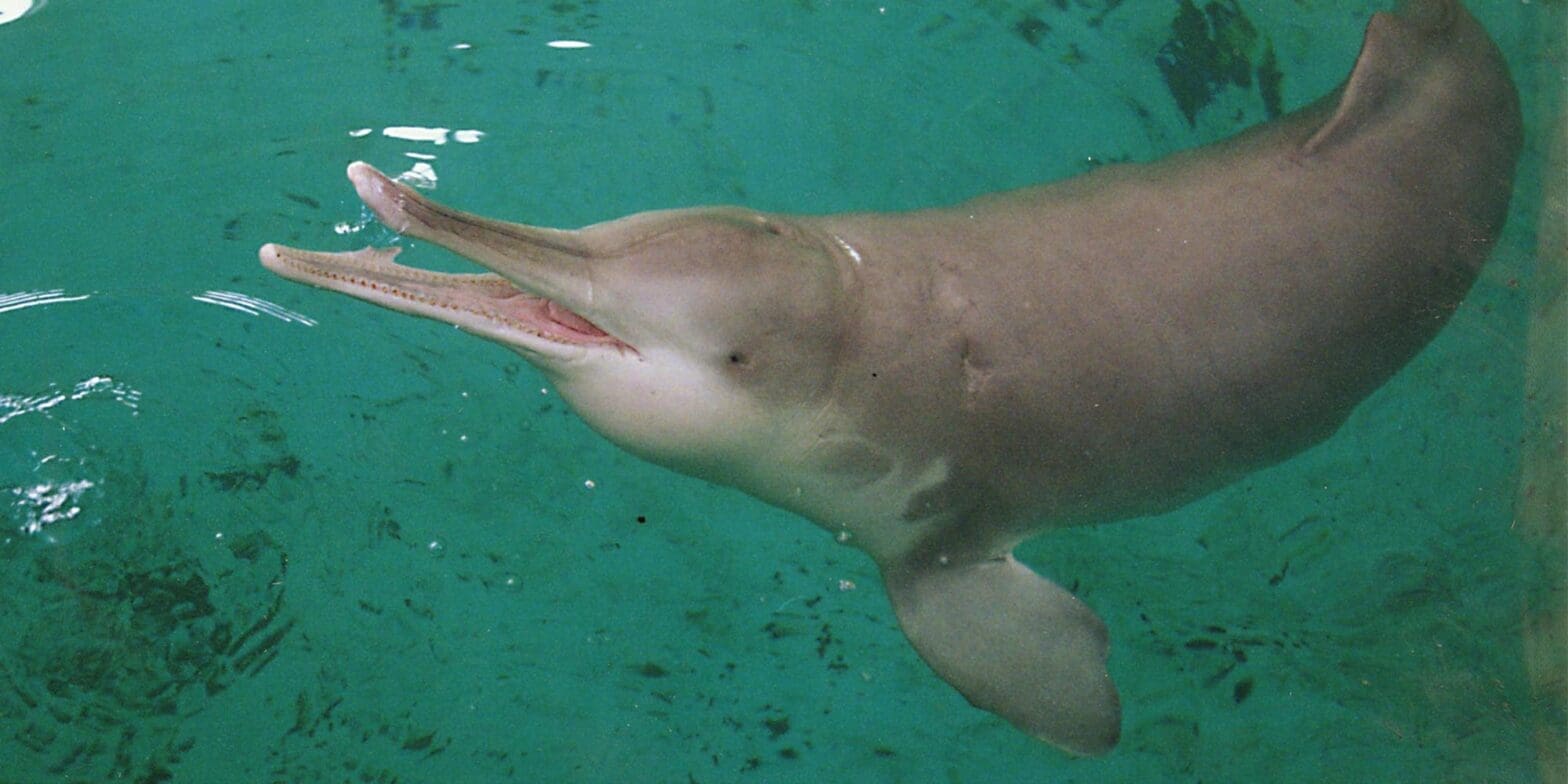 Featured Creature: Yangtze River Dolphin