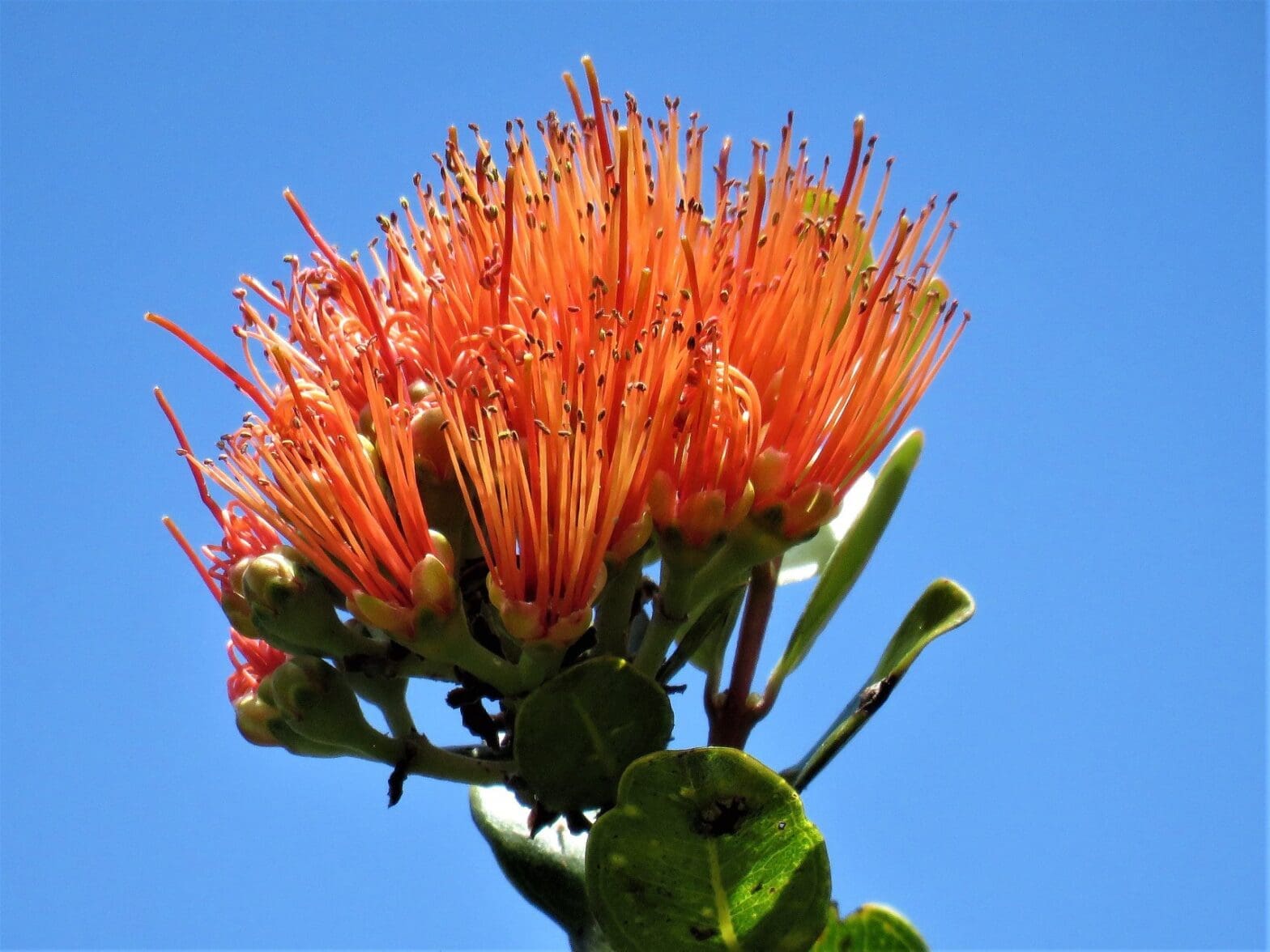 Featured Creature: ‘Ōhi’a Lehua - Biodiversity for a Livable Climate