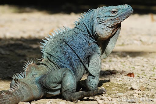 Featured Creature: Grand Cayman Blue Iguana