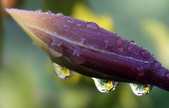 A_small_flower_refracted_in_rain_droplets - web