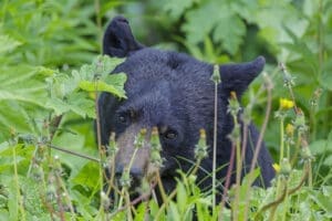 Featured Creature: Black Bear
