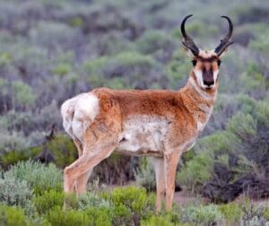 Featured Creature: Pronghorn