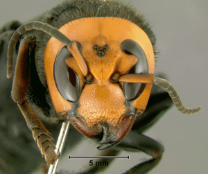 Featured Creature: Asian Giant Hornet