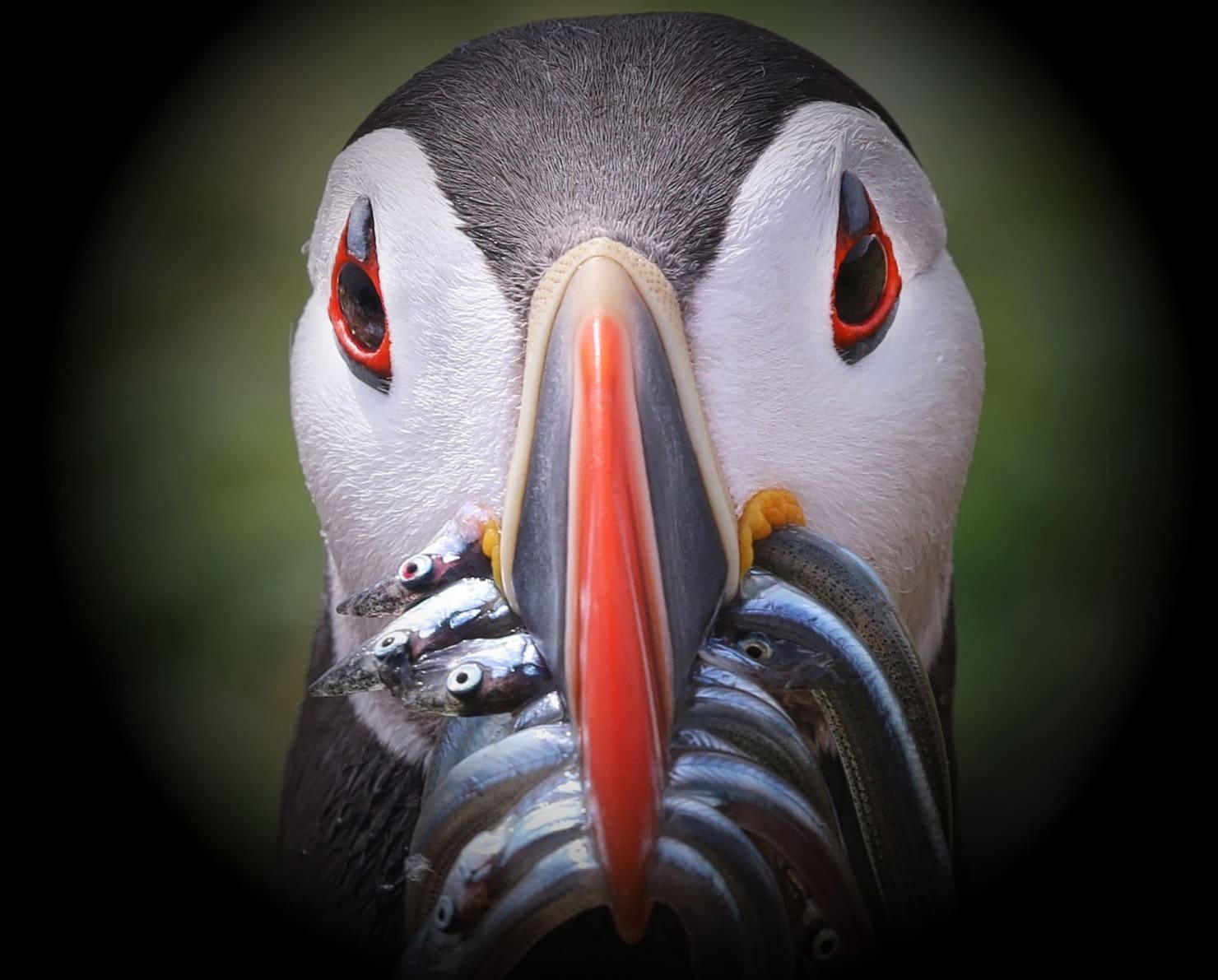 Featured Creature: Atlantic Puffin - Biodiversity for a Livable Climate