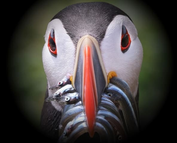 Featured Creature: Atlantic Puffin - Biodiversity for a Livable Climate