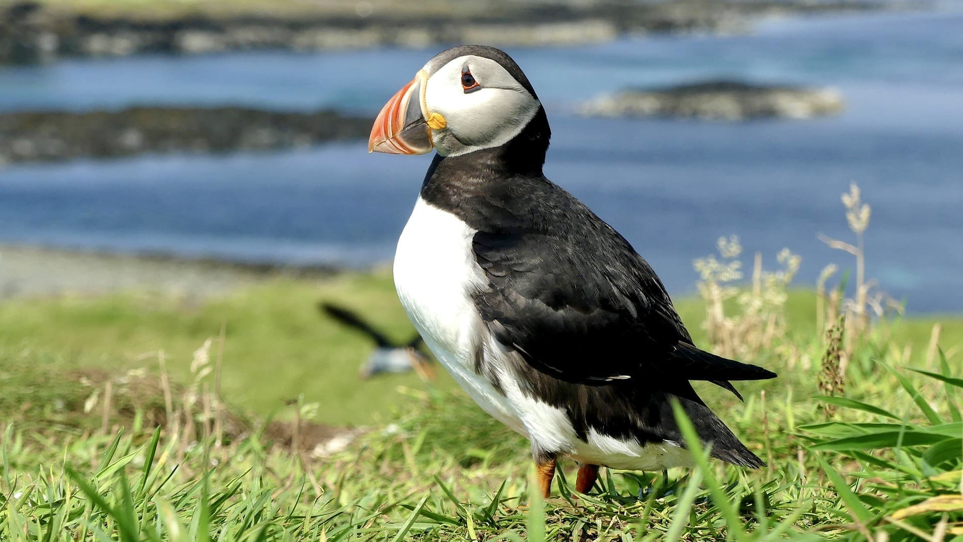 Featured Creature: Atlantic Puffin