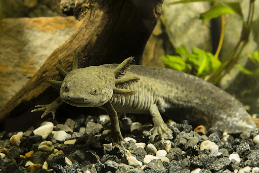 axolotl – Water Critters