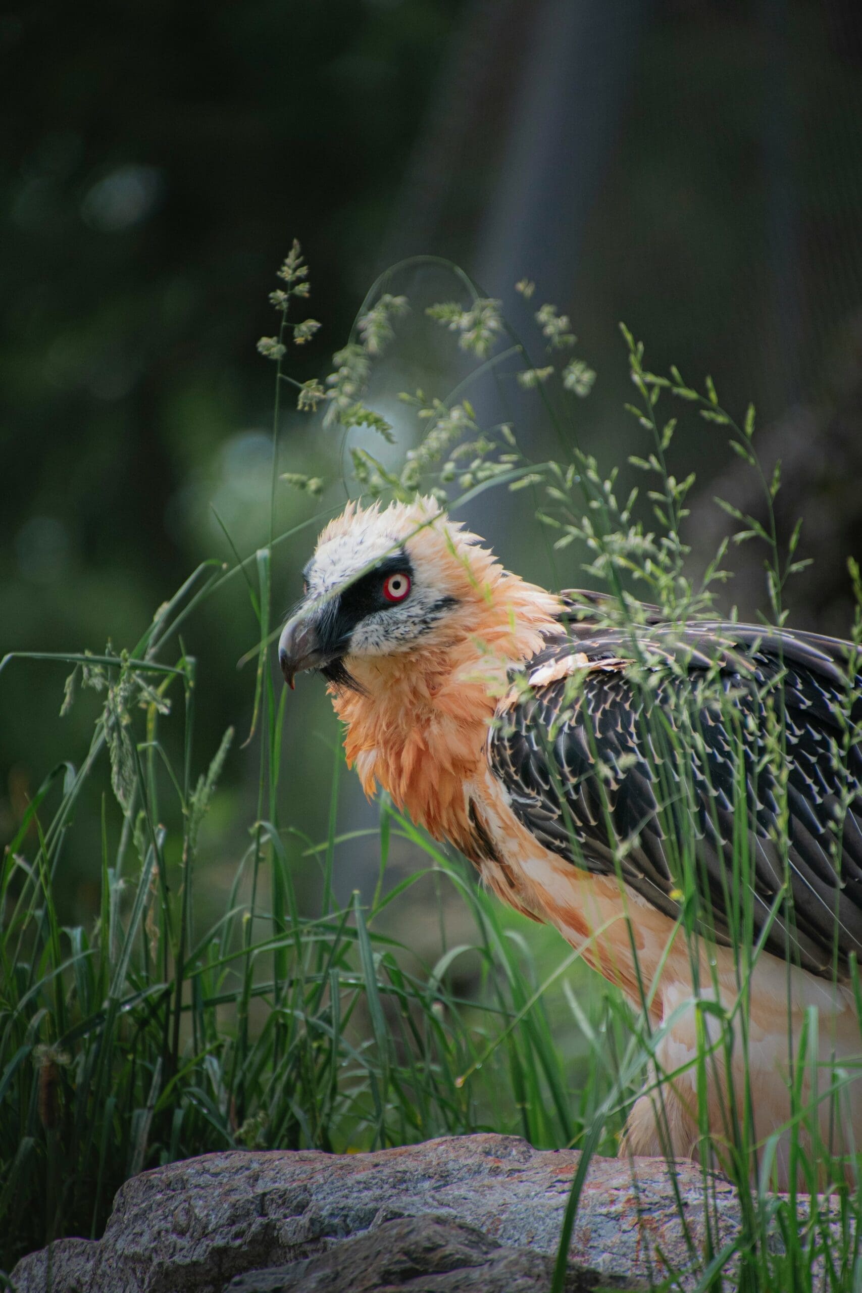 Featured Creature: Bearded Vulture