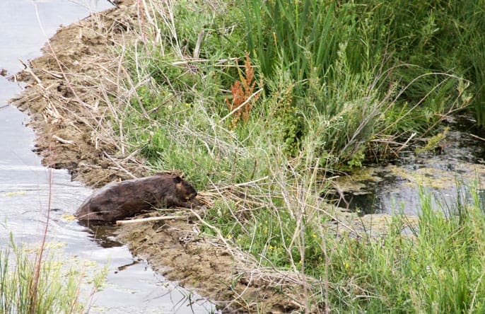 Beavers, the Master Water Engineers