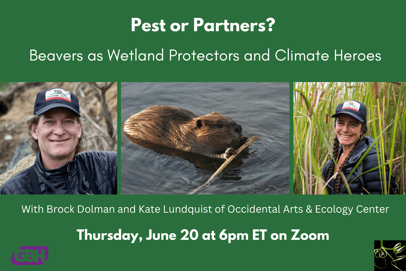 Beavers as Wetland Protectors and Climate Heroes – Thursday June 20