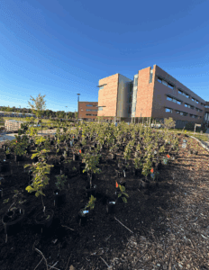An Intergenerational Miniforest Now Grows in Belmont, MA