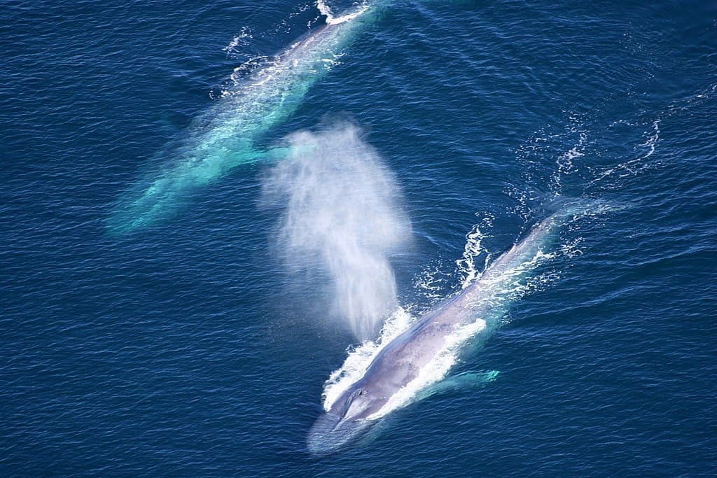 Featured Creature: Blue Whale