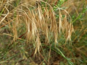 Featured Creature: Cheatgrass