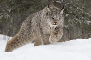 Featured Creature: Canada Lynx