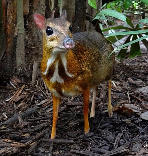 Featured Creature: Chevrotain