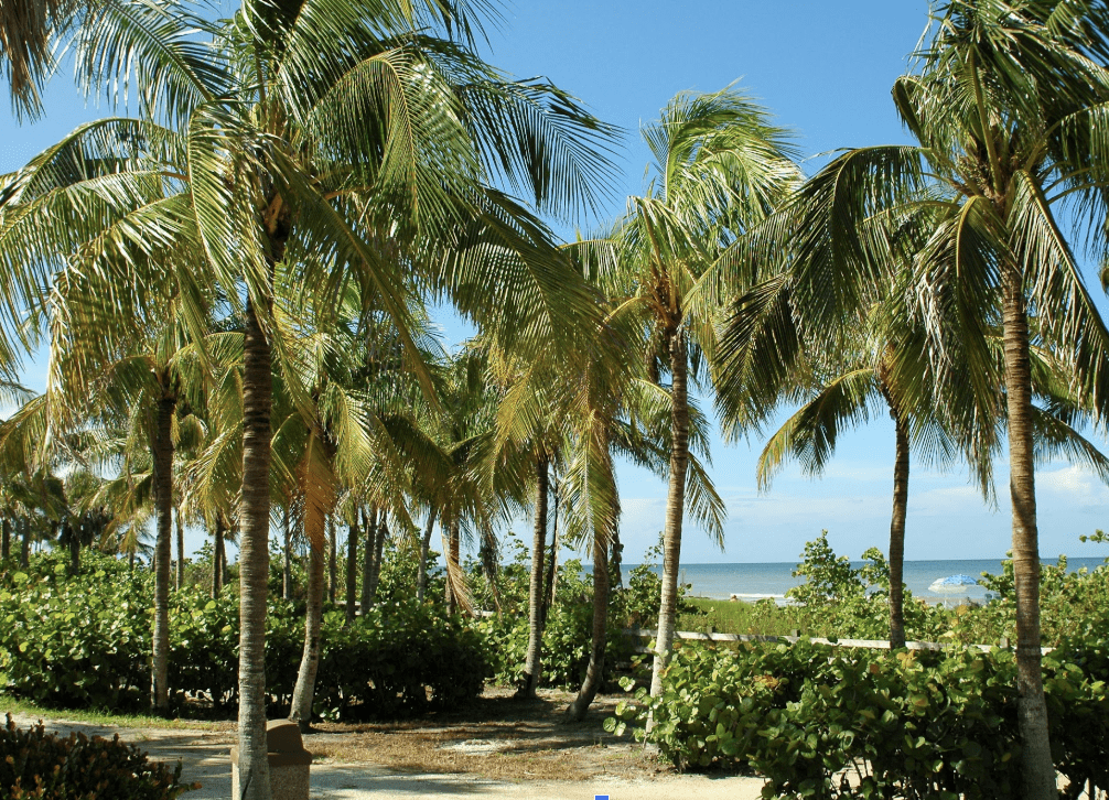 Featured Creature: Palm Tree