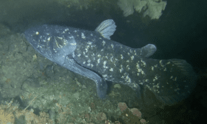 Featured Creature: Coelacanth