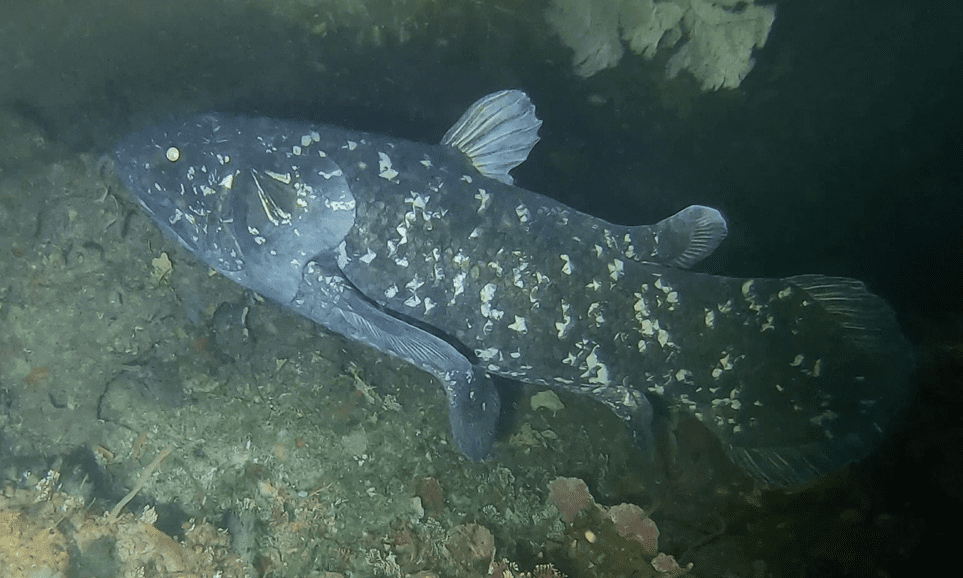 Featured Creature: Coelacanth