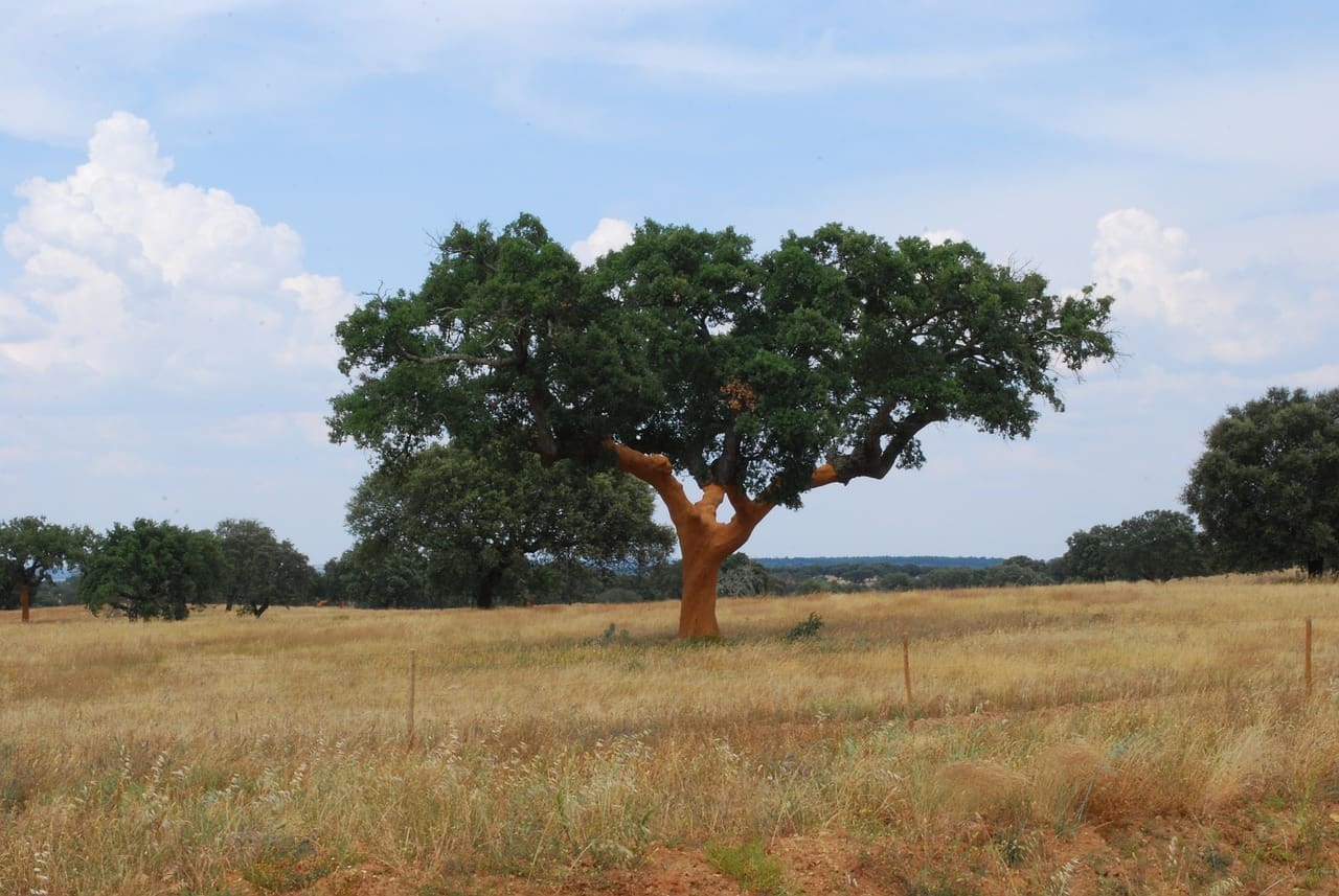 Featured Creature: Cork Oak