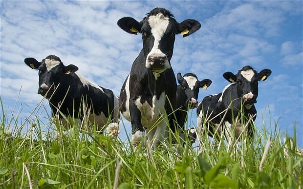 Outreach - Livestock and Forage Centre of Excellence