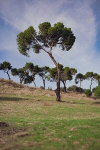 Featured Creature: Stone Pine