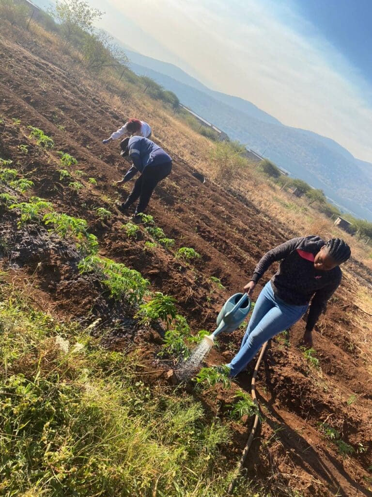 Caring for the planted fields