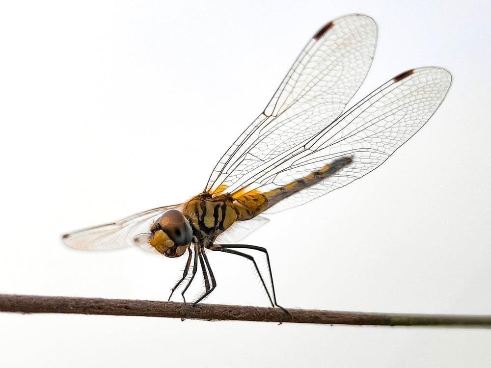 Featured Creature: Dragonfly