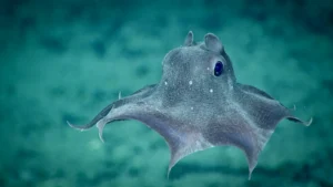 Featured Creature: Dumbo Octopus