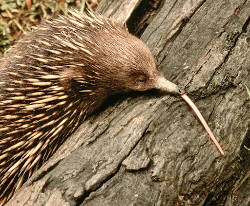 Prickly Porcupines - NWF