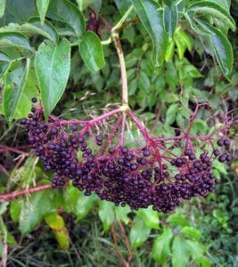 Featured Creature: Elderberry