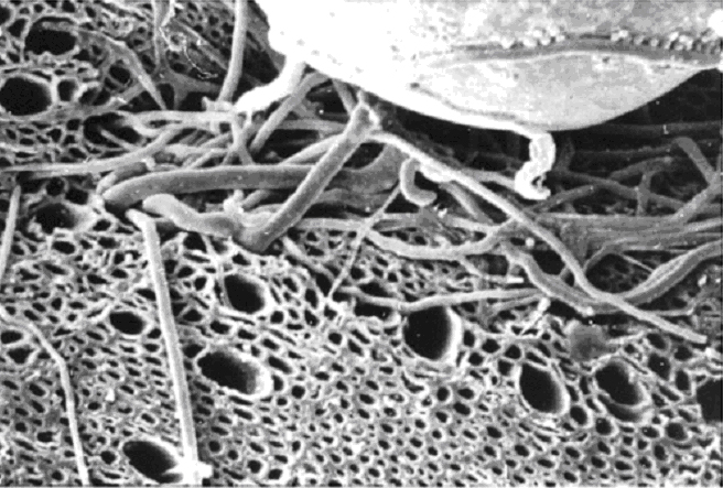 Mycorrhizal growth extending into biochar pores