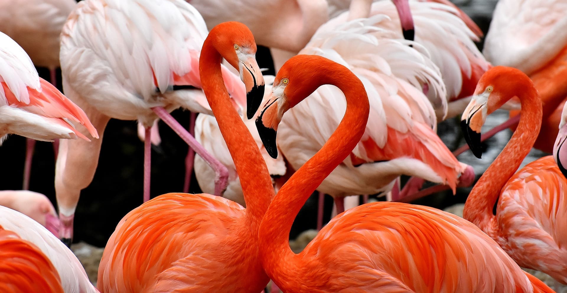 Featured Creature: Flamingo