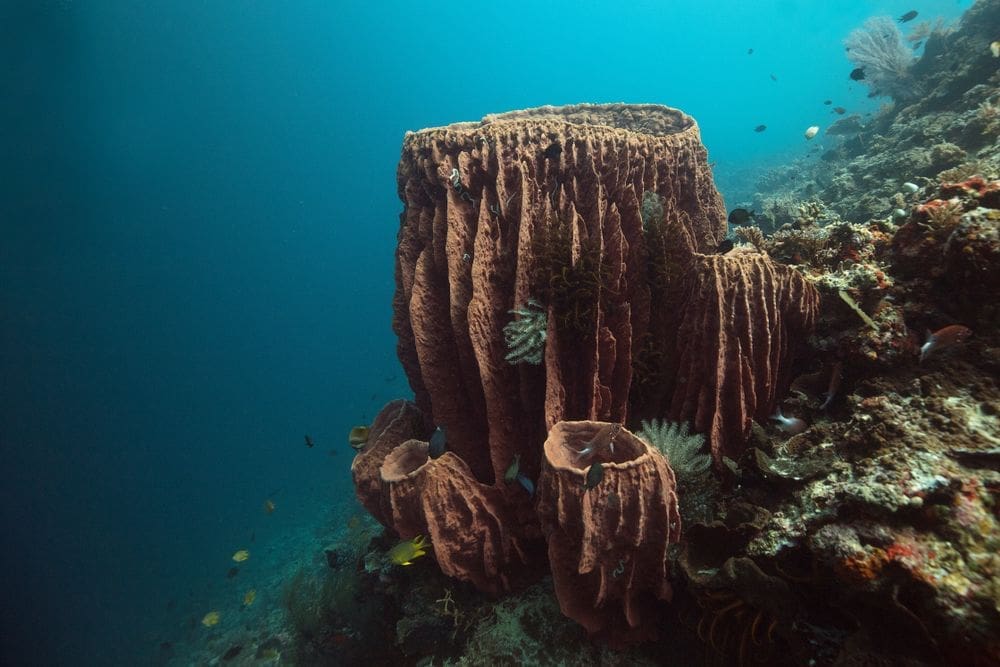 Sea sponges play a critical role in the ocean, and they are