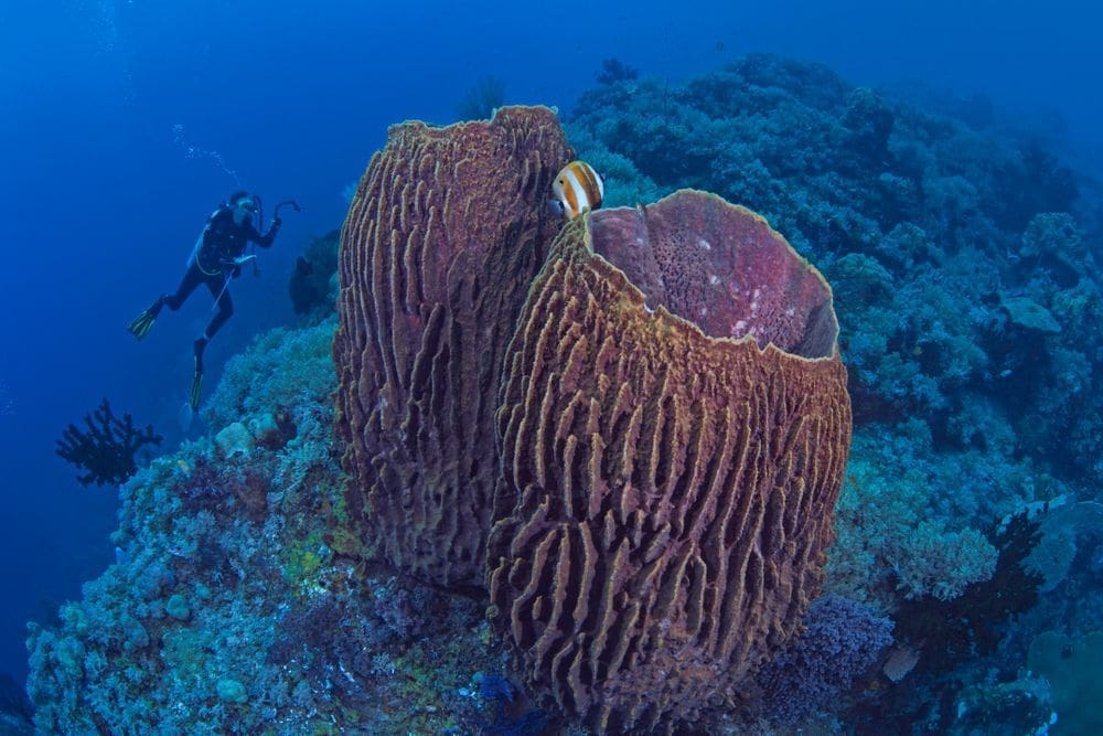 Giant barrel sponges are hijacking Florida's coral reefs