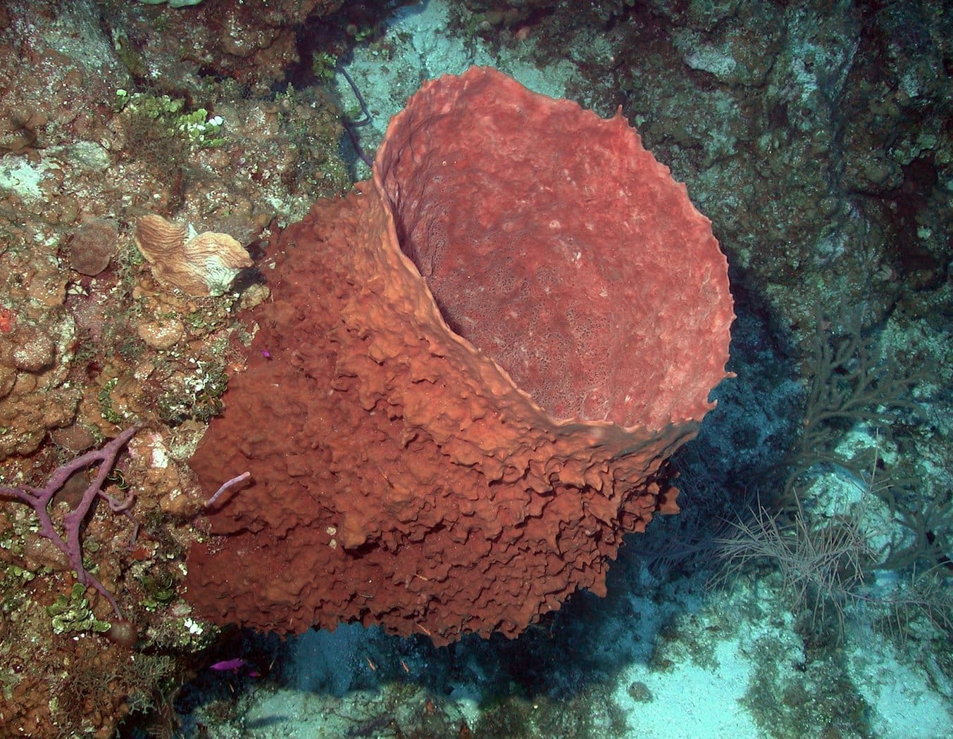 Featured Creature: Giant Barrel Sponge