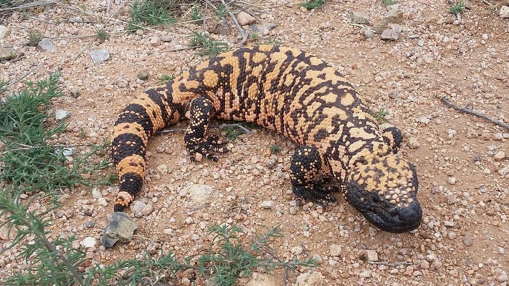 Featured Creature: Gila Monster